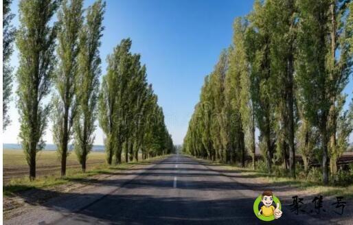 白杨树中间会空掉嘛