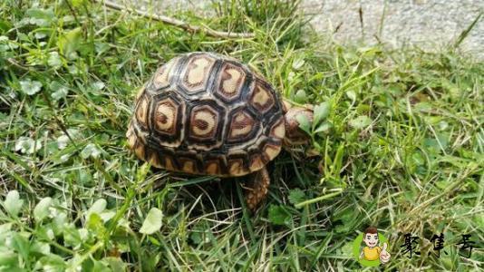 肯豹和东非豹的区别