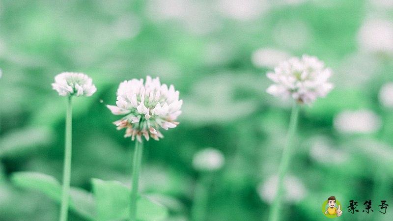 拜拜了您嘞什么意思