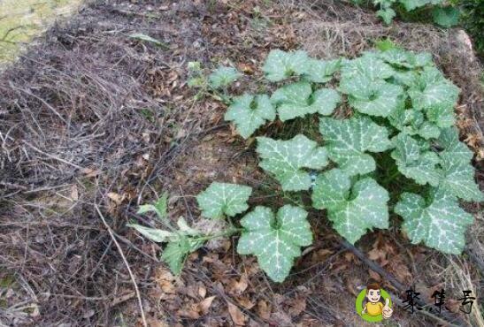 南瓜秧的功效与作用