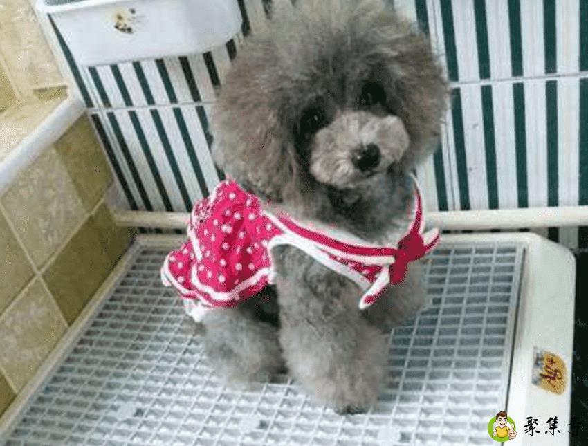 如何教狗狗去厕所