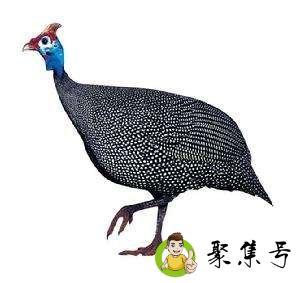 珍珠鸡跑了能回来吗