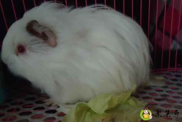 兔子寿命一般多少年