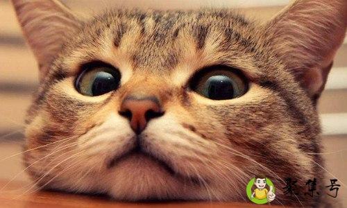 什么是吸猫,吸猫是什么意思