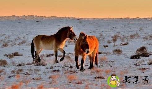 脱疆的野马的意思