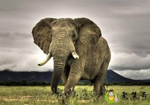 大象是猫科动物吗