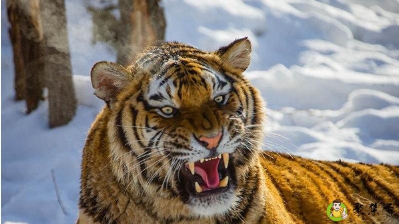 老虎和蝴蝶的区别是什么