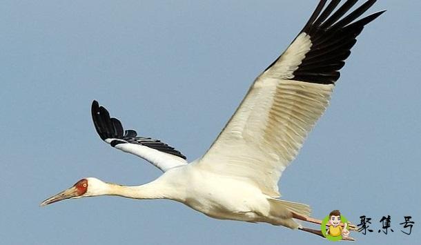 焚琴煮鹤指的是什么生肖