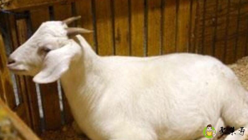 展指的是什么生肖