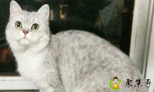 美短银渐层和英短银渐层区别