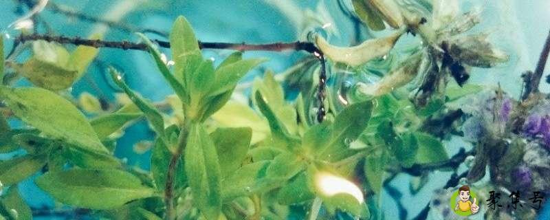 左耳痒代表什么意思