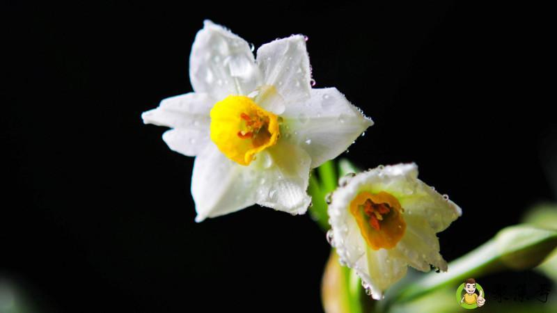 水仙花什么时候开放时间