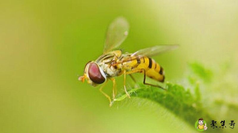 小飞蝇怎么消灭
