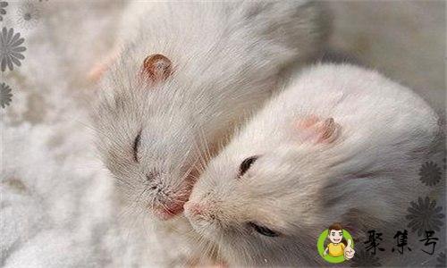 小仓鼠有没有毒性