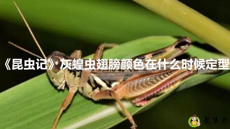 《昆虫记》灰蝗虫翅膀颜色在什么时候定型