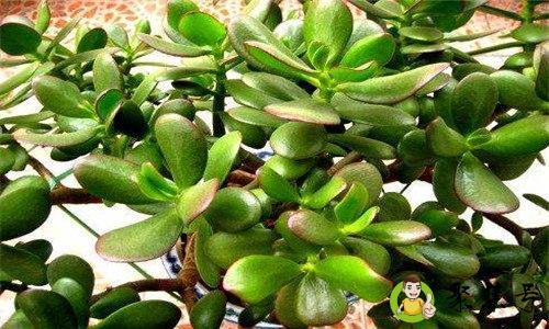 燕子掌多少年开花