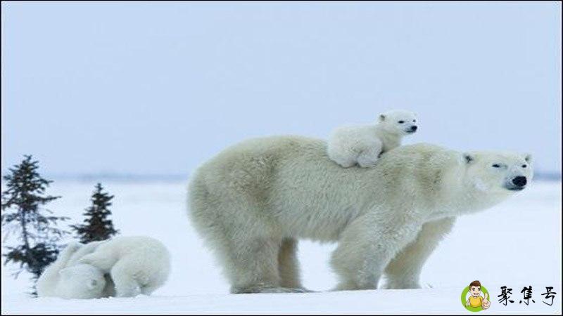 北极的霸主是谁