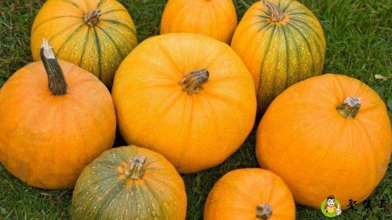 南瓜可以多吃吗