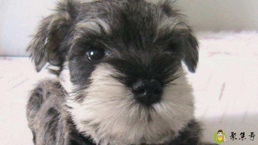 雪纳瑞性格怎么样