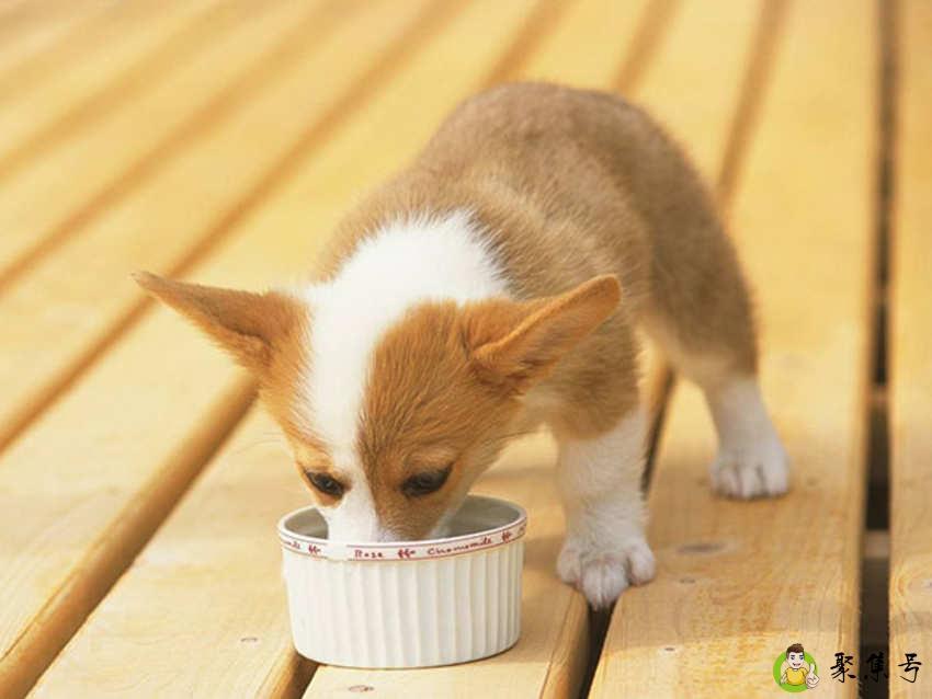狗狗吃米饭好吗