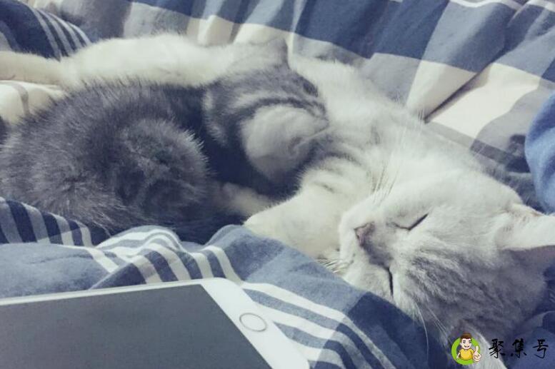 猫咪想上厕所的前兆