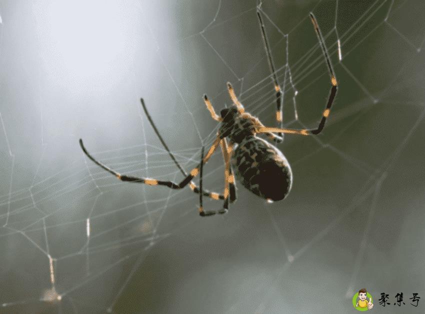 蜘蛛怕什么气味和东西