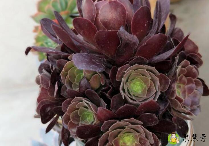 欧紫和紫羊绒区别