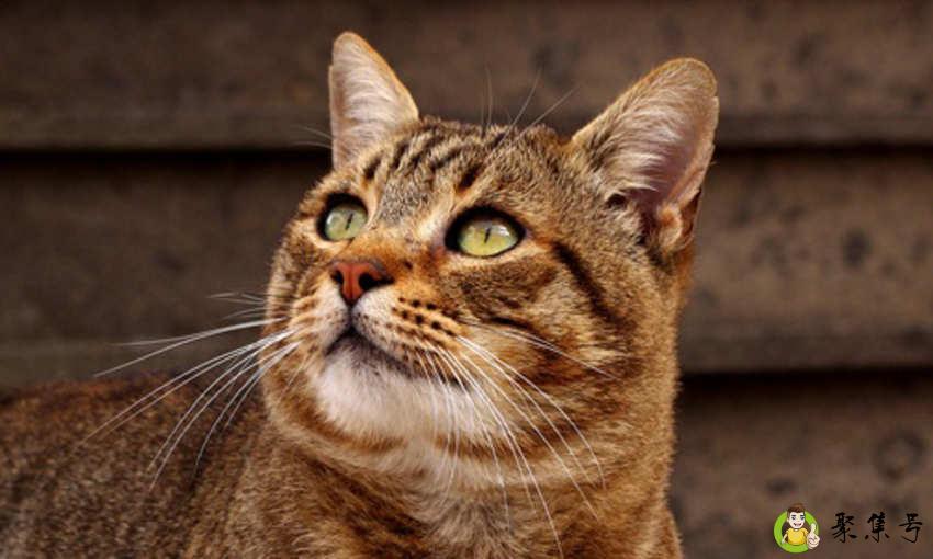 夜视仪是根据什么动物发明的呢