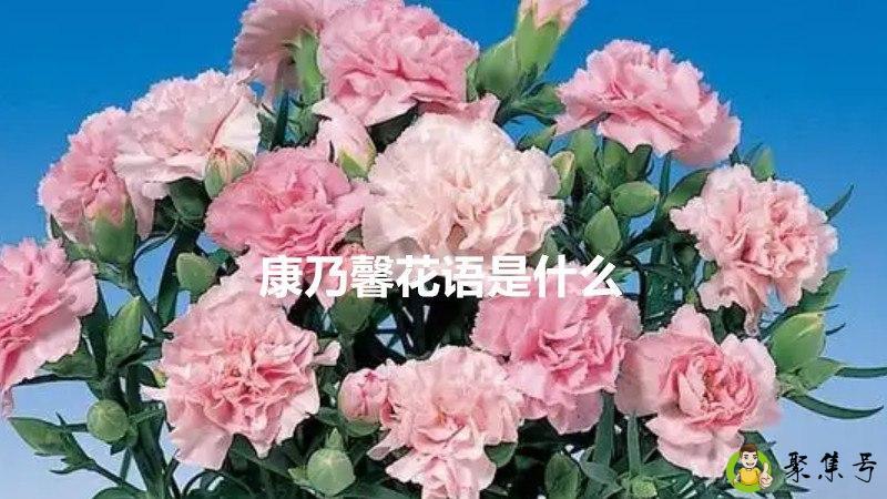 康乃馨花语是什么