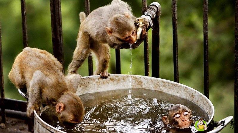 九死一生重复得出特马是什么生肖