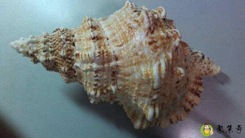 海螺保存的方法和时间