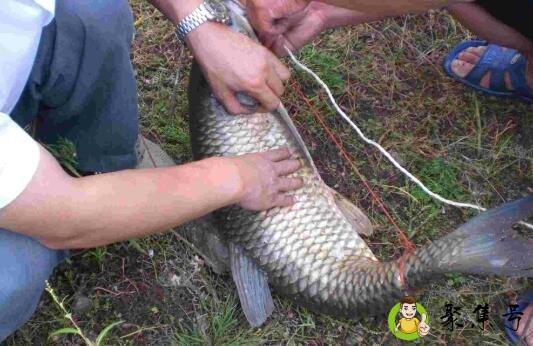 二月送鱼什么意思