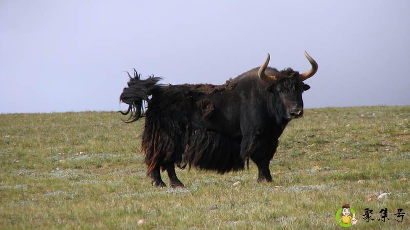 对牛弹琴的意思