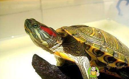 巴西龟蛋可以吃吗