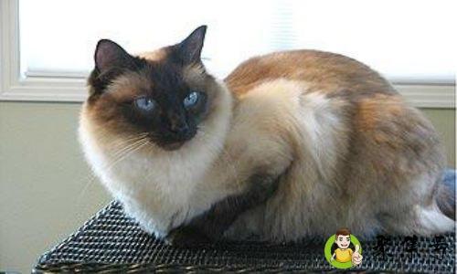 驱蚊酯对猫咪有害吗