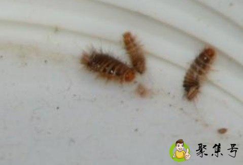 床上螨虫怎么冶可以除根