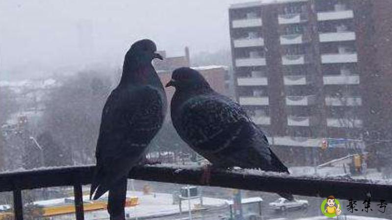 鸽子怕什么怎么赶走