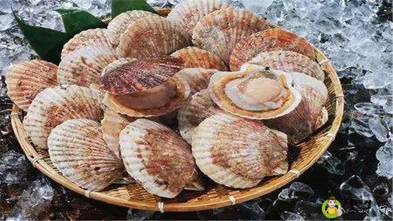 终是扇贝开了口什么意思