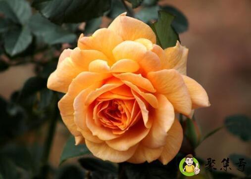 月季花花语及寓意