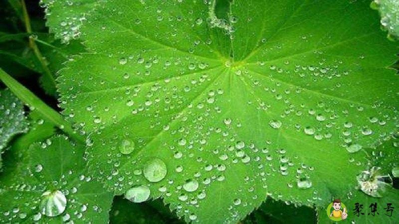 露珠代表什么动物