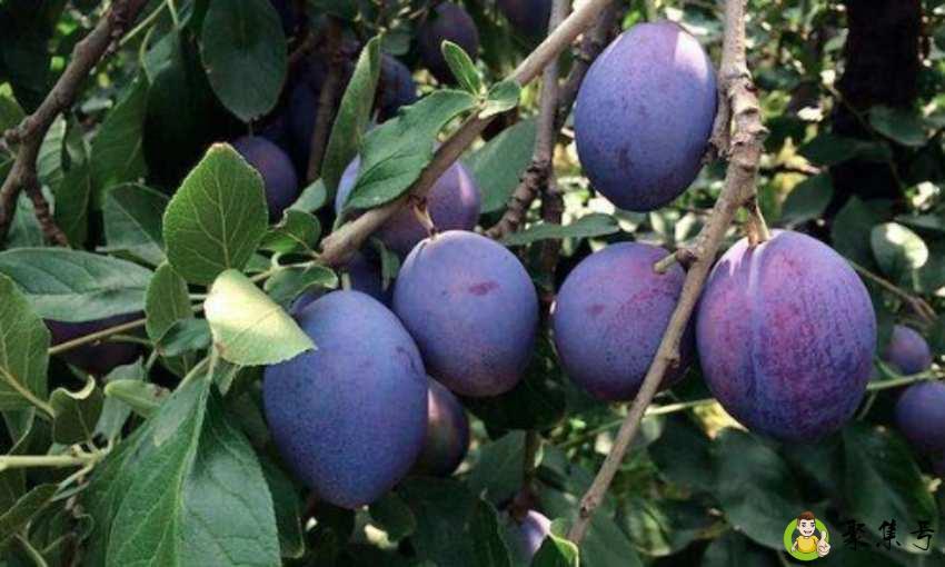 西梅李系列品种介绍