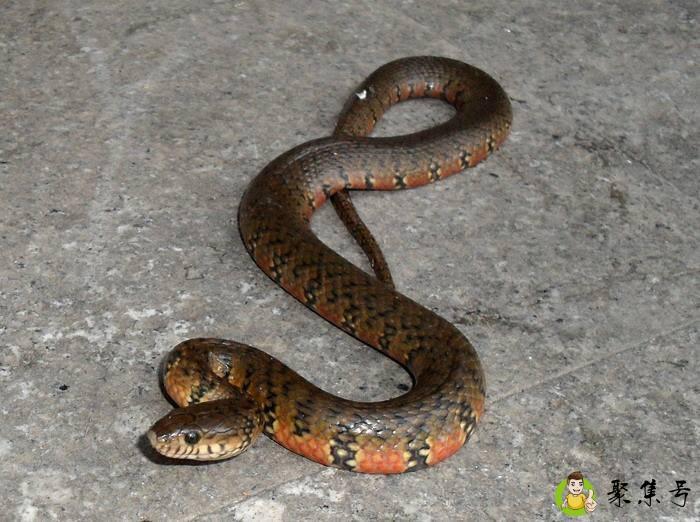 水赤链与火赤练蛇区别