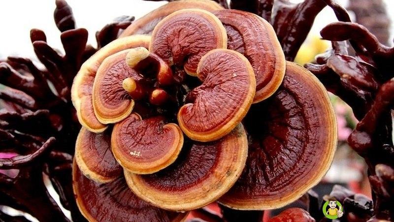 灵芝发霉了还能吃吗