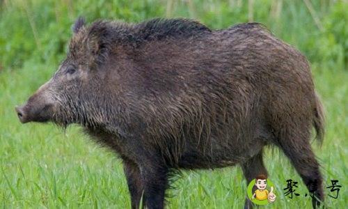 一猪二熊三老虎什么意思