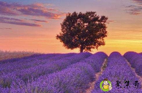 普罗旺斯是哪个国家的