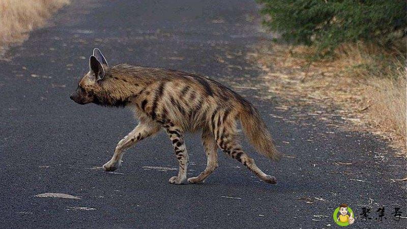 网络上二哥什么意思