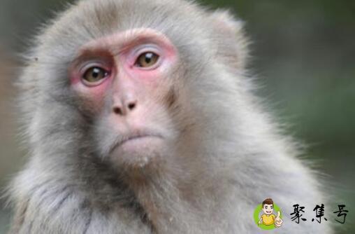 猴子的寿命约为多少年