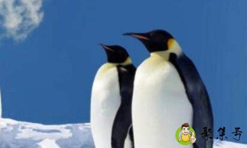 企鹅高速公路结局什么意思啊