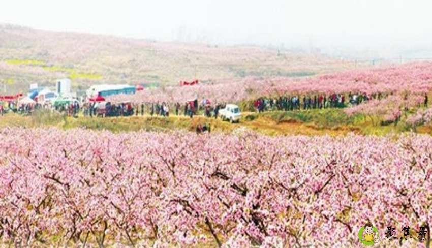 曹庵桃花节是具体的几月几日吗