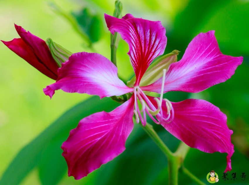 紫荆花可以食用吗